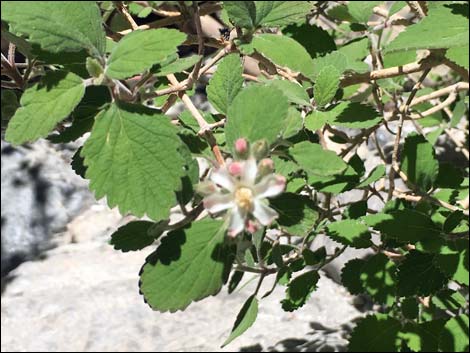 Rosy-Petalled Cliffbush (Jamesia americana var. rosea)