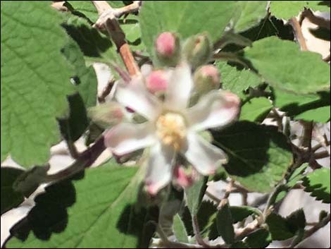 Rosy-Petalled Cliffbush (Jamesia americana var. rosea)
