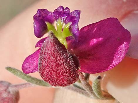 Littleleaf Ratany (Krameria erecta)