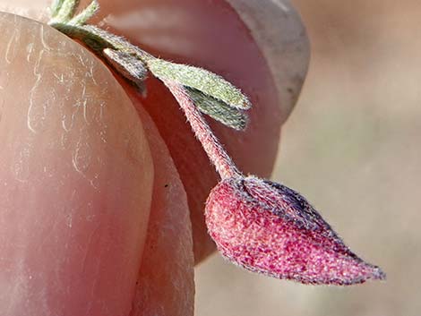 Littleleaf Ratany (Krameria erecta)