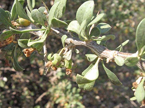 Pale Desert-thorn (Lycium pallidum)