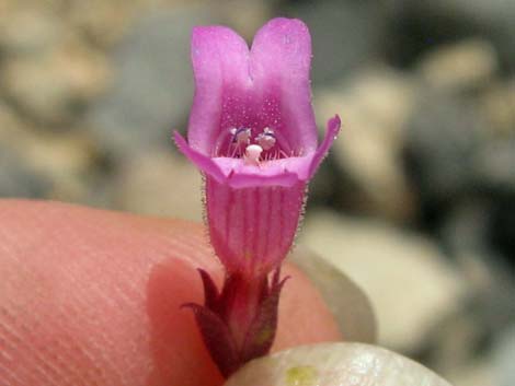 Petiolate Beardtongue (Penstemon petiolatus)