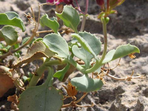 Petiolate Beardtongue (Penstemon petiolatus)