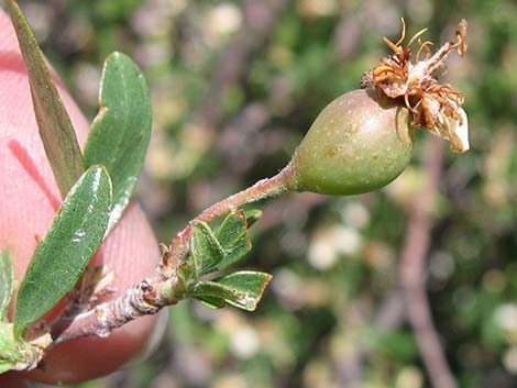 Wild Crab Apple (Peraphyllum ramosissimum)