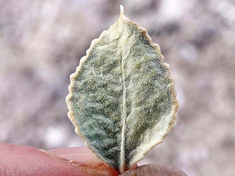 Parry's Sandpaper Plant (Petalonyx parryi)