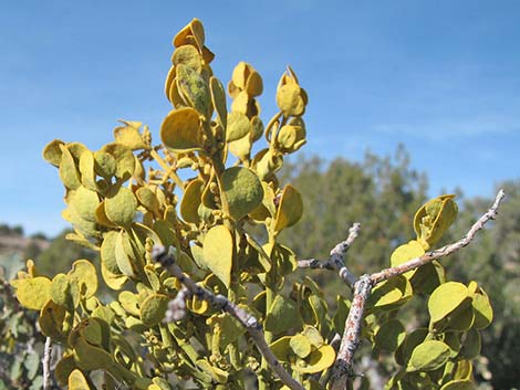 Mistletoe (Arceuthobium spp.)