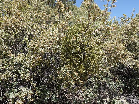 Cory's Oak Mistletoe (Phoradendron coryae)