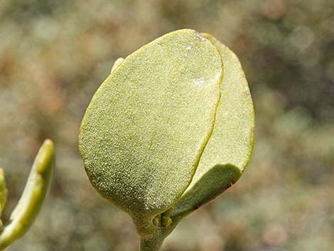 Cory's Oak Mistletoe (Phoradendron coryae)