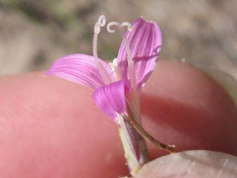 Prickly Wirelettuce (Pleiacanthus spinosus)