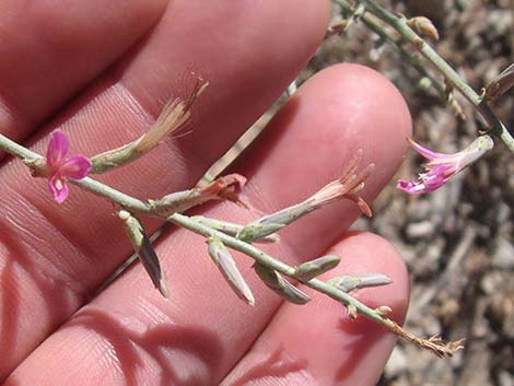 Thorn Skeletonweed (Pleiacanthus spinosus)