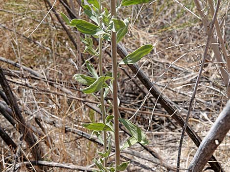 Arrowweed (Pluchea sericea)