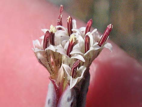 Odora (Porophyllum gracile)