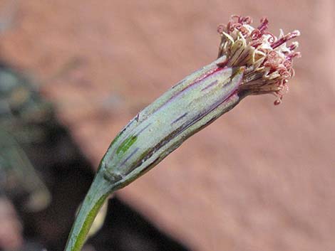 Odora (Porophyllum gracile)