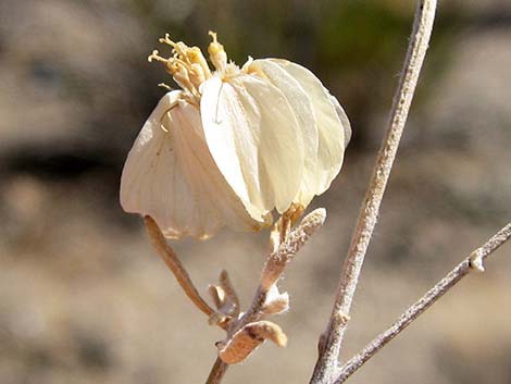 Whitestem Paperflower (Psilostrophe cooperi)