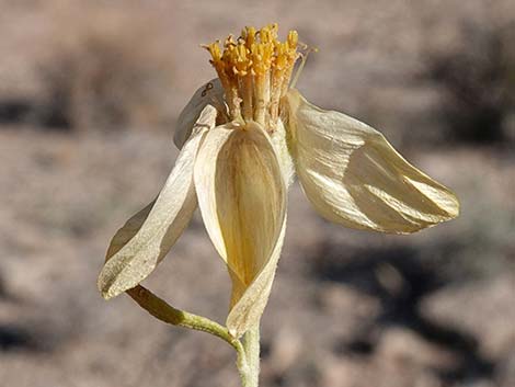 Whitestem Paperflower (Psilostrophe cooperi)