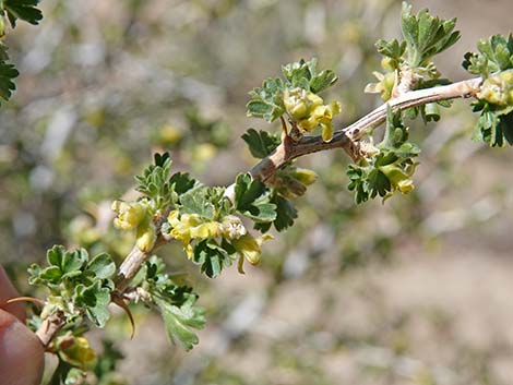 Desert Gooseberry (Ribes velutinum)