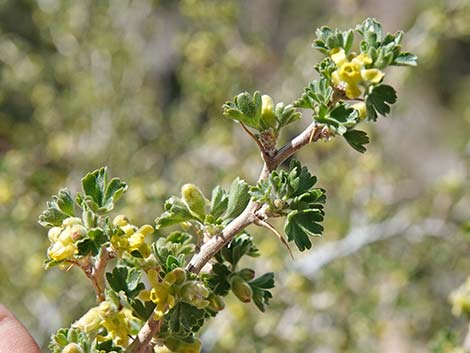 Desert Gooseberry (Ribes velutinum)