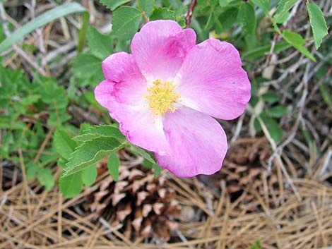 Wild Rose (Rosa woodsii)