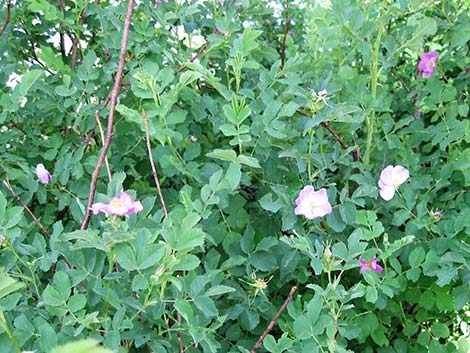 Wild Rose (Rosa woodsii)