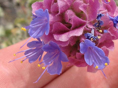 Purple Sage (Salvia dorrii)