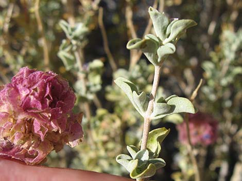 Purple Sage (Salvia dorrii)