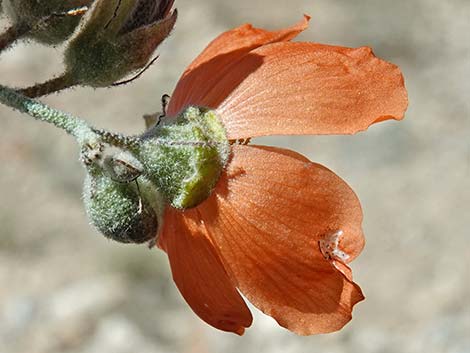 Desert Globemallow (Sphaeralcea ambigua)