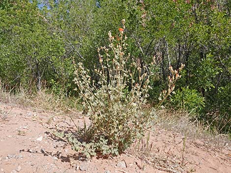 Desert Globemallow (Sphaeralcea ambigua)
