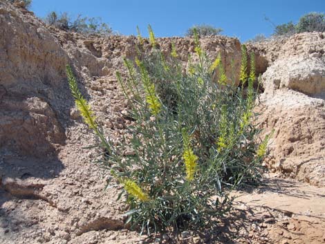 Desert Princesplume (Stanleya pinnata)