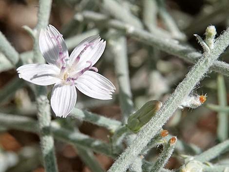 Brownplume Wirelettuce (Stephanomeria pauciflora)