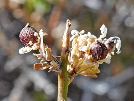 Desert Snowberry (Symphoricarpos longiflorus)