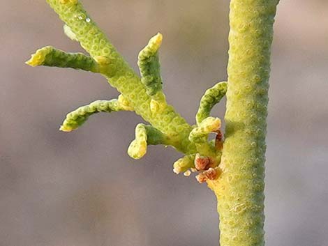Turpentinebroom (Thamnosma montana)