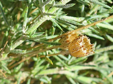Fiveneedle Pricklyleaf (Thymophylla pentachaeta)