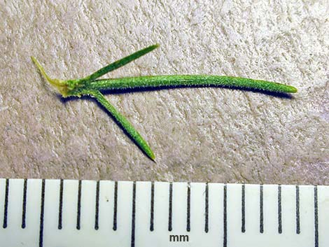 Fiveneedle Pricklyleaf (Thymophylla pentachaeta)