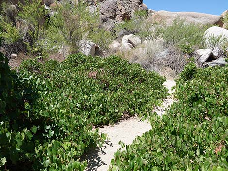 Canyon Grape (Vitis arizonica)