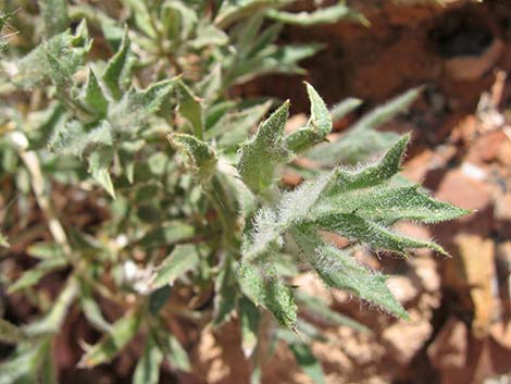 Desert Aster (Xylorhiza tortifolia)