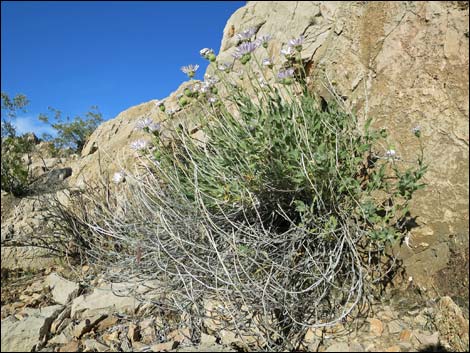 Mojave Woodyaster (Xylorhiza tortifolia)