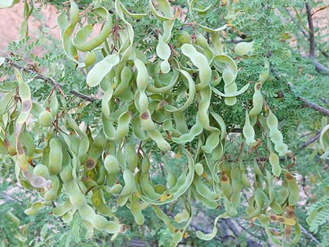 Catclaw Acacia (Acacia greggii)