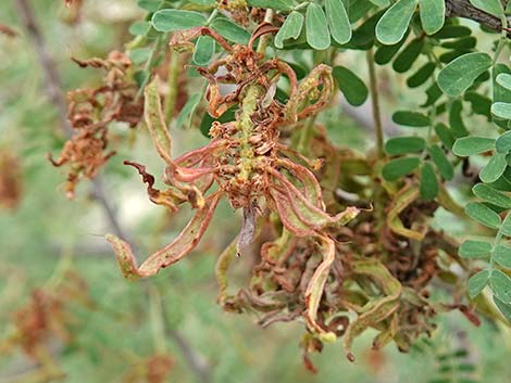 Catclaw Acacia (Acacia greggii)