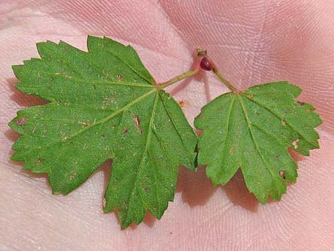 Rocky Mountain Maple (Acer glabrum var. diffusum)