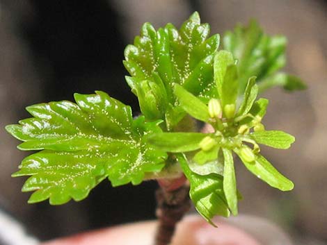 Rocky Mountain Maple (Acer glabrum var. diffusum)