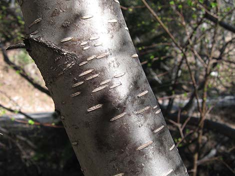 Water Birch (Betula occidentalis)