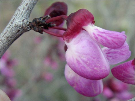 California Redbud (Cercis orbiculata)