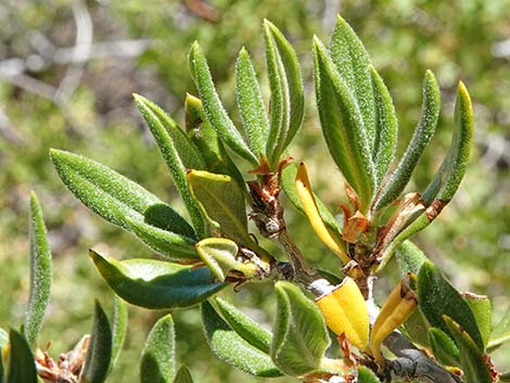 Curl-leaf Mountain Mahogany (Cercocarpus ledifolius)