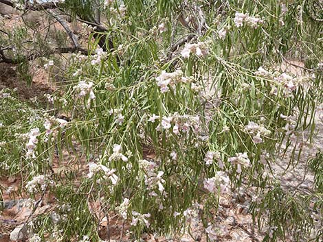 Desert Willow (Chilopsis linearis)