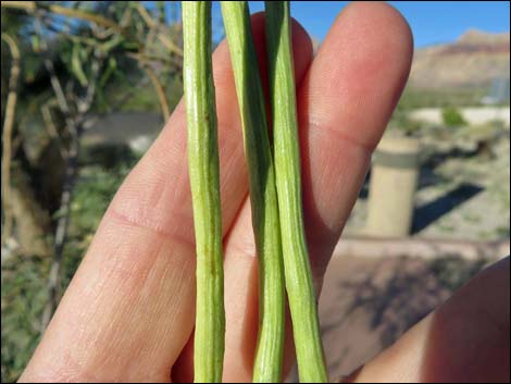 Desert Willow (Chilopsis linearis)