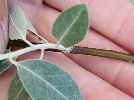 Russian Olive (Elaeagnus angustifolia)