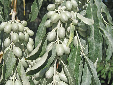 Russian Olive (Elaeagnus angustifolia)