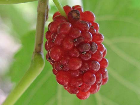 White Mulberry (Morus alba)