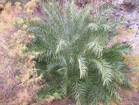 Date Palm (Phoenix dactylifera)