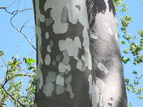 California Sycamore (Platanus racemosa)
